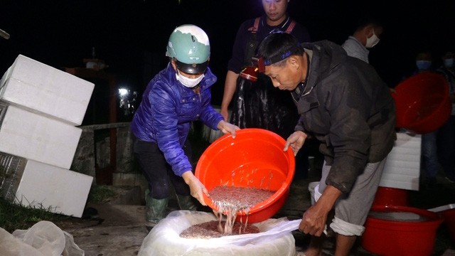 Cứ vào tháng 10 Âm lịch hàng năm, người dân xã Bình Lãng (huyện Tứ Kỳ, Hải Dương) lại tất bật với vụ  thu hoạch rươi đầu mùa. Ảnh: Giadinhnet