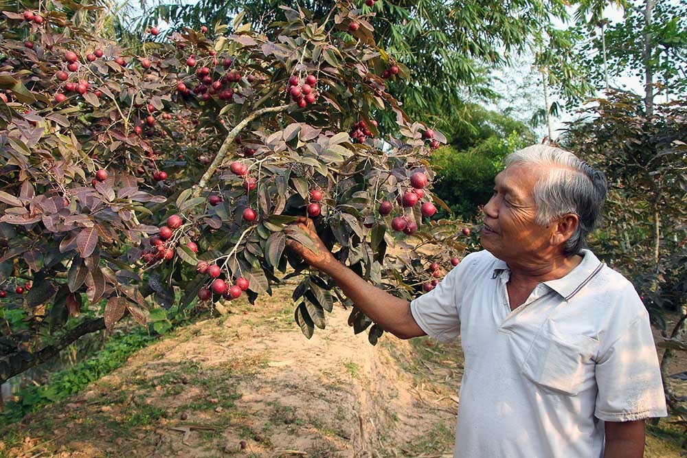  Nhãn tím được xem là "độc nhất vô nhị" ở Việt Nam và từng gây bão trên thị trường. Người tìm ra và có công nhân giống loại nhãn lạ này là ông Trần Văn Huy (tên thường gọi Bảy Huy) ở xã Phong Nẫm, huyện Kế Sách, tỉnh Sóc Trăng. Ảnh: Vietnamnet