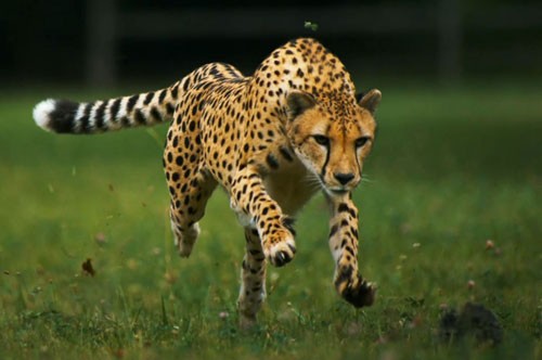 1.  Báo săn Cheetah (tốc độ tối đa: 112,7-120,7 km/h).