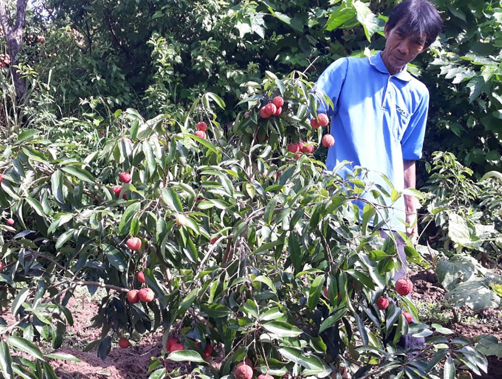 Cuối năm 2019, Sở Nông nghiệp và phát triển nông thôn tỉnh Bắc Giang phối hợp với các đơn vị liên quan, người dân đưa giống  vải không hạt về sản xuất tại xã Tân Sơn (Lục Ngạn) với hơn 500 cây. Ảnh: Báo chính phủ