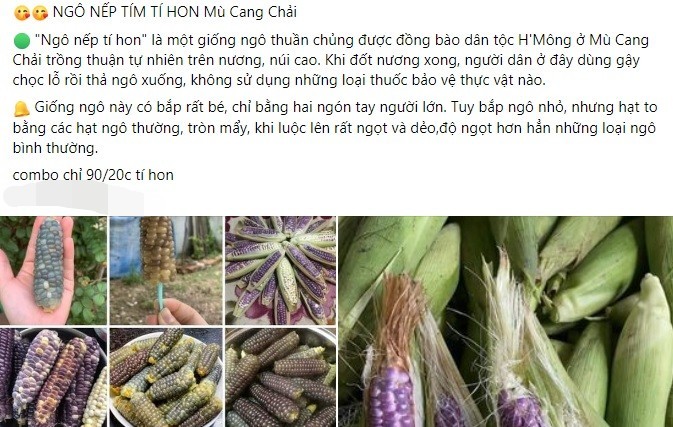 Thời gian gần đây, trên các chợ online xuất hiện nhiều bài rao bán  ngô nếp tí hon màu tím với giá khoảng 4.000 - 5.000 đồng/bắp.