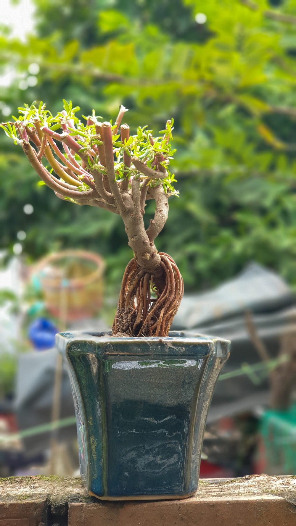 Thời gian gần đây, loại  hoa mười giờ bonsai gốc to được đông đảo đông đảo giới chơi cây cảnh thích thú. Ảnh: Facebook