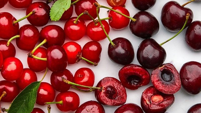 Cherry là loại  trái cây quen thuộc ở Châu Âu. Tại Việt Nam, cherry được bán nhiều trong các siêu thị và cửa hàng hoa quả nhập khẩu với giá từ 350.000 - 1 triệu đồng/kg tuỳ thời điểm. Ảnh: Internet