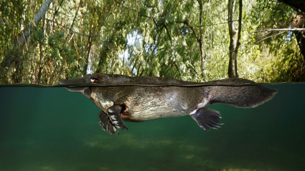  Thú mỏ vịt (Ornithorhynchus anatinus) là một trong những sinh vật lạ thường nhất của thế giới động vật. Chúng có đuôi như mái chèo, giống hải ly; thân mình thon như rái cá; và chân màng như vịt. Ảnh: Financialtimes.