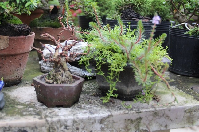 Nhiều năm nay, bonsai tí hon (hay bonsai mini) trở nên hấp dẫn giới chơi cây cảnh bởi không phải ai cũng có thể trồng và chăm sóc thành công. Ảnh: Phunuonline