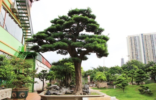 Ông Nguyễn Trọng Thành (Yên Sở, Hoàng Mai) nổi tiếng là một trong những tay chơi cây cảnh có tiếng ở Hà Nội. Trong khu vườn hơn 2.000m2 của ông Thành, nổi bật với cây  tùng la hán có tuổi đời hàng trăm năm. Ảnh: Dân trí