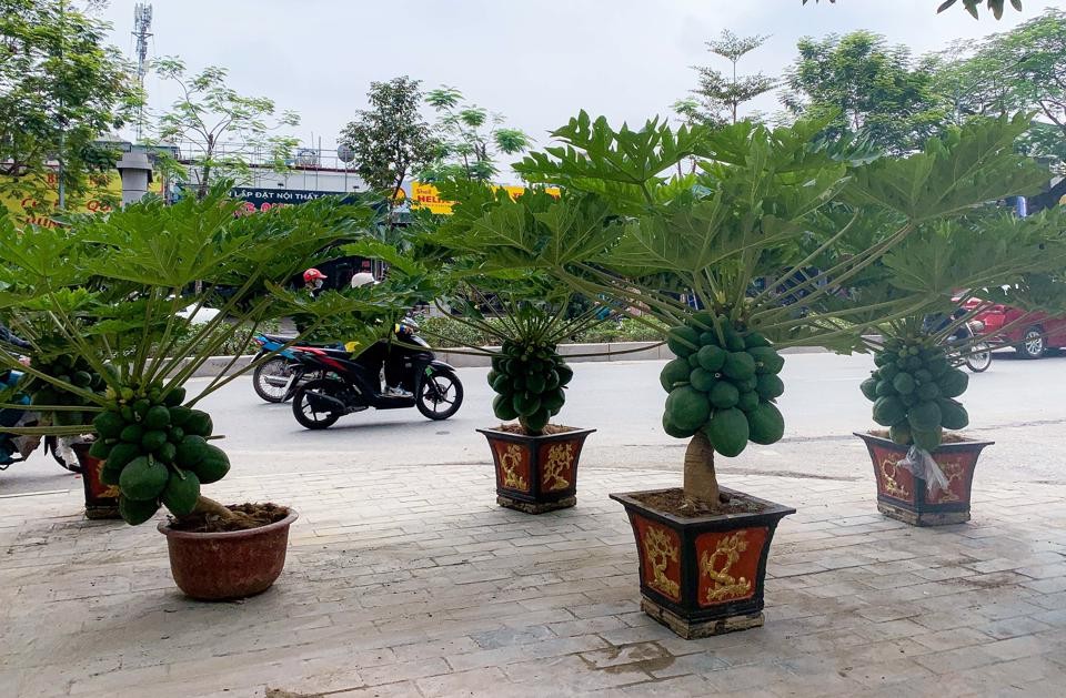 Bên cạnh các loại cây cảnh truyền thống, các chậu  đu đủ bonsai cũng được săn đón trước thềm Tết Quý Mão 2023. Ảnh: Kinhtedothi