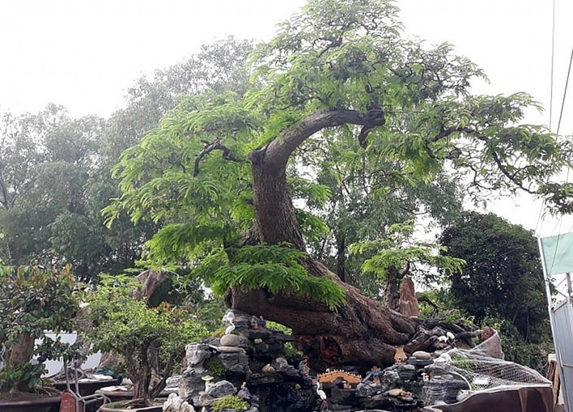 Giới chơi cây cảnh không khỏi xôn xao trước một tuyệt phẩm  me cổ dáng rồng bay được một nghệ nhân kỳ công sưu tầm và đưa về từ Campuchia. Ảnh: Thuonghieusanpham