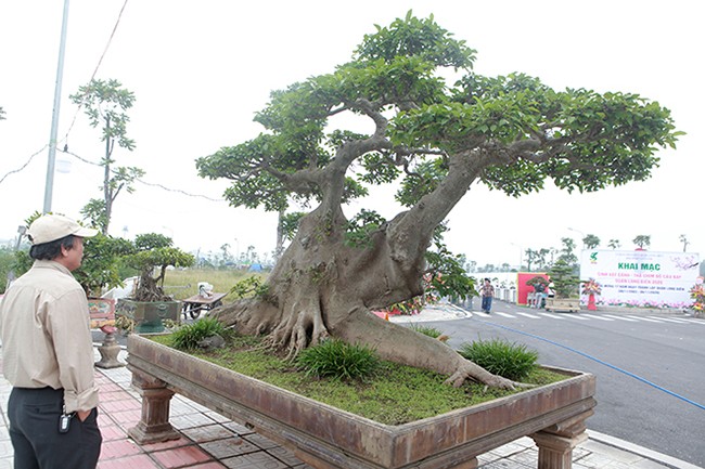 Xuất hiện tại triển lãm cây cảnh Long Biên (Hà Nội) năm 2021, tác phẩm  sung bonsai cỡ đại của anh Đặng Phùng Hiệp (Long Biên) thu hút sự chú ý bởi dáng thế độc đáo. Ảnh: Dân Việt