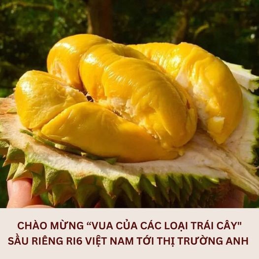 Mới đây, UK in Vietnam (Facebook chính thức của Đại sứ quán Anh và Tổng Lãnh sự quán Anh tại Việt Nam) đăng tải thông tin, 5 tấn sầu riêng Ri6 của Việt Nam vừa được phân phối đến các siêu thị tại Anh vào đầu tháng 5. Ảnh: Facebook