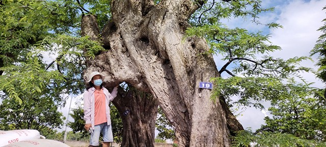 Gần 20 năm qua, anh Nguyễn Hoàng Tuấn (ngụ TP Sa Đéc, tỉnh Đồng Tháp) đã sưu tầm được 23  cây me kiểng cổ với thế độc đáo. Toàn bộ đều có tuổi thọ hơn 200 năm. Ảnh: Baodongthap