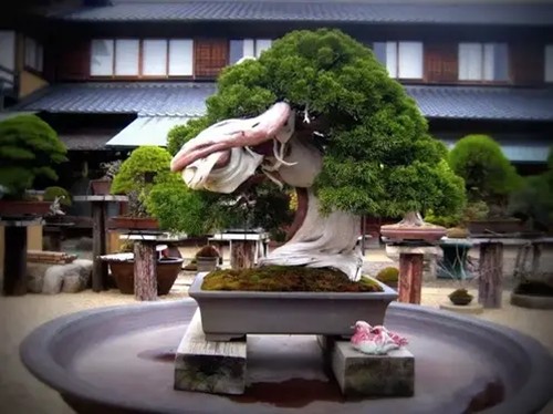 Bảo tàng  bonsai Shunkaen (Nhật Bản) trưng bày hơn 1.000 cây bonsai với rất nhiều hình dáng độc đáo. Trong đó, đáng chú ý nhất là cây bách xù 800 năm tuổi, trị giá ít nhất 400.000 USD.