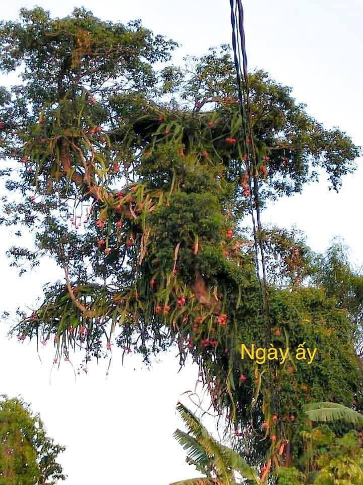 Mới đây, mạng xã hội rần rần chia sẻ loạt ảnh về một  cây thanh long cổ thụ leo cao chót vót, trái chín đỏ.