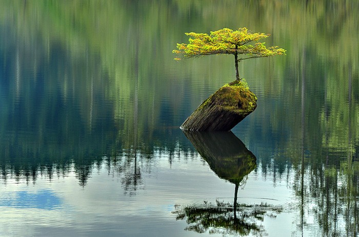 Nghệ thuật tạo thế cây  bonsai bao gồm các kĩ thuật cắt tỉa, làm rụng lá, ghép cành, tạo thế...để chúng trưởng thành nhưng có kích cỡ nhỏ hơn.