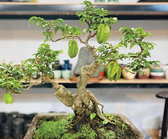 Cây khế được nhiều người ưa chuộng làm  bonsai bởi lá cây xanh quanh năm, hoa mọc thành từng chùm nhỏ và quả sai trĩu trịt. Ảnh: Trạm xanh