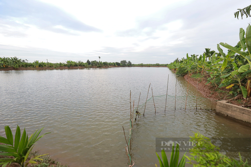 Xã An Thanh, huyện Tứ Kỳ, tỉnh Hải Dương có tổng diện tích khoảng 280 ha  thu hoạch rươi, với gần 400 hộ tham gia sản xuất. Trong đó, thôn An Định tập trung khoảng 50% diện tích thu hoạch rươi của xã.