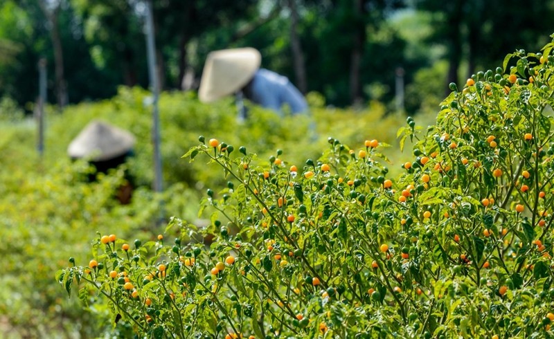 Vài năm trở lại đây,  ớt Aji Charapita được trồng nhiều tại Việt Nam. Thậm chí, nhiều nông dân còn trồng loại ớt này trên diện rộng. Ảnh: VTC