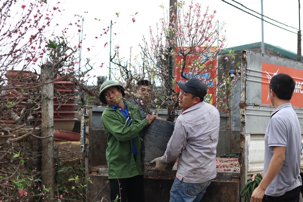 Những ngày này, các vườn đào Nhật Tân (Hà Nội) nhộn nhịp không khác gì dịp cận Tết. Chủ vườn tấp nập đưa hàng nghìn gốc đào về chăm sóc, chuẩn bị cho vụ tiếp theo. Ảnh: Tiền phong