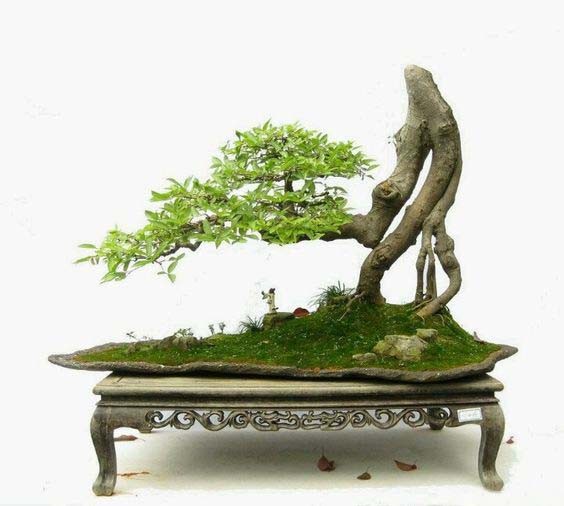 Tác phẩm  bonsai duyên dáng khiến người xem mê mẩn.