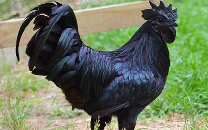  Gà đen Ayam Cemani được xem là một trong những giống gà đắt nhất thế giới khi có giá lên tới 2.500 USD (tương đương với hơn 55 triệu đồng/con). Ảnh: Vuaga