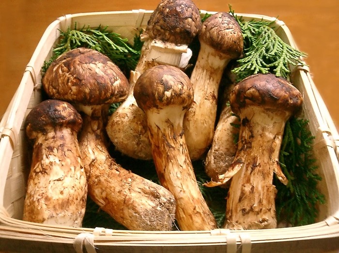 Matsutake - nấm tùng nhung là đặc sản nổi tiếng vào mùa thu ở Nhật Bản. Đây cũng là một trong những loài nấm đắt nhất thế giới khi giá có lúc lên tới 2.000 USD/kg. Ảnh: Wiki