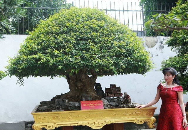 Cách đây vài năm, cây  bằng lăng bonsai tuổi đời 300 năm thuộc sở hữu của chị Ngô Thị Thu (TP. Việt Trì, Phú Thọ) thu hút nhiều người đến chiêm ngưỡng. Ảnh: Dân trí