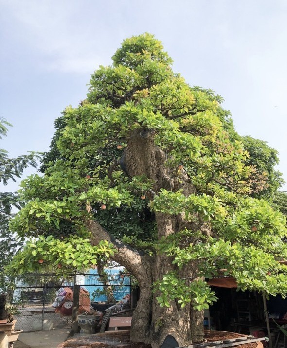 Ông Trần Hùng Liệt (quê An Giang, chủ vườn kiểng Út Bầu) là một người nổi tiếng trong giới cây cảnh. Ông sở hữu cặp đôi cây cảnh đạt kỷ lục Guinness độc bản Việt Nam, đó là  cây lộc vừng và cây me kiểng. Ảnh: Vietnamnet