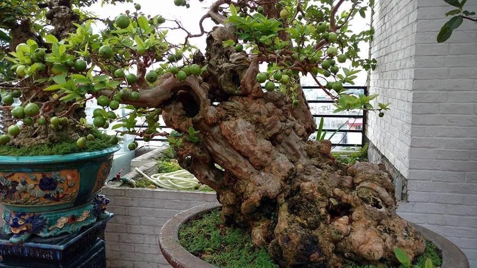 Cách đây vài năm, giới chơi cây cảnh không khỏi xôn xao trước  cây ổi bonsai 300 tuổi của ông Nguyễn Gia Thọ, ở Nghi Tàm (Tây Hồ, Hà Nội). Ảnh: Người lao động