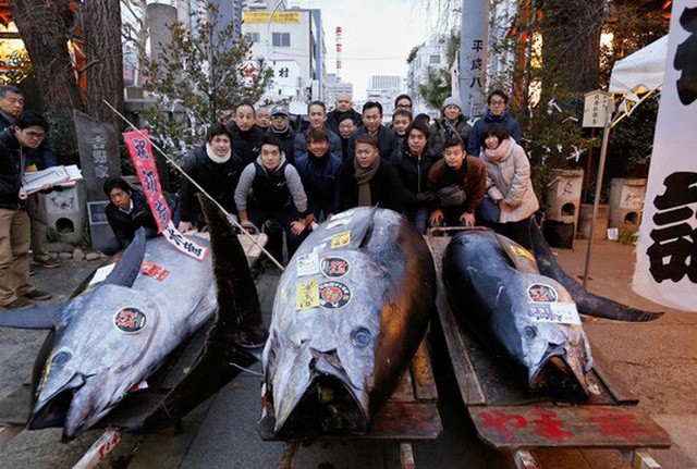 Năm 2018, tại chợ cá Tsukiji, Tokyo (Nhật Bản), một con cá ngừ  vây xanh Thái Bình Dương nặng 405 kg đã được bán với giá 36,45 triệu Yen (tương đương 7,1 tỷ đồng). Ảnh: Reuters