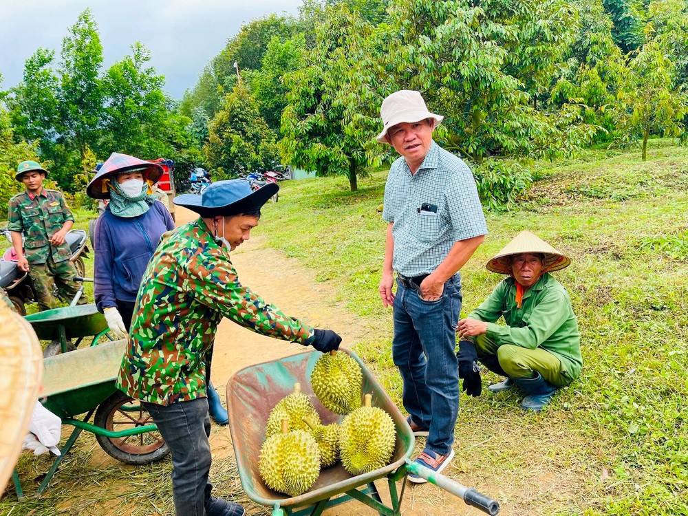 Năm nay, ông Đoàn Nguyên Đức ( bầu Đức) - Chủ tịch HĐQT Công ty cổ phần Hoàng Anh Gia Lai (HAGL) đang tất bật với việc chuẩn bị thu hoạch sầu riêng. Ảnh: Nhịp sống thị trường