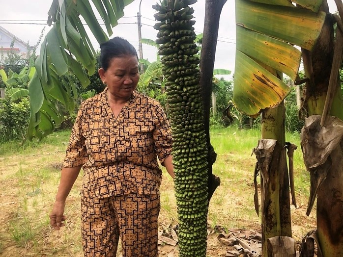 Cách đây không lâu, nhiều người hiếu kỳ đã đến nhà bà Đặng Thị Lan (ở thôn 4, xã Nghĩa Dõng, TP Quảng Ngãi) để chiêm ngưỡng cây chuối trổ buồng liên tục trong suốt 6 tháng. Ảnh: Người lao động