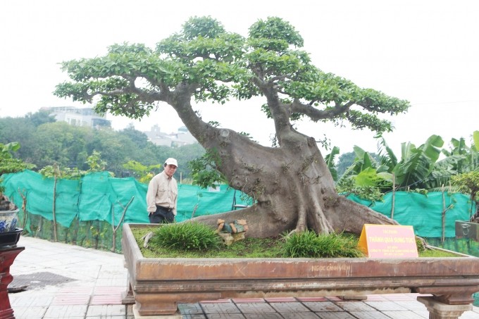 Xuất hiện tại triển lãm cây cảnh Long Biên (Hà Nội) cách đây vài năm, tác phẩm sung cỡ đại của anh Đặng Phùng Hiệp (Long Biên) thu hút sự chú ý của đông đảo khách tham quan bởi sự cổ kính và tay cành, dăm, chi được làm giống bộ tay cành, dăm, chi của những cây sanh. Ảnh: Công luận