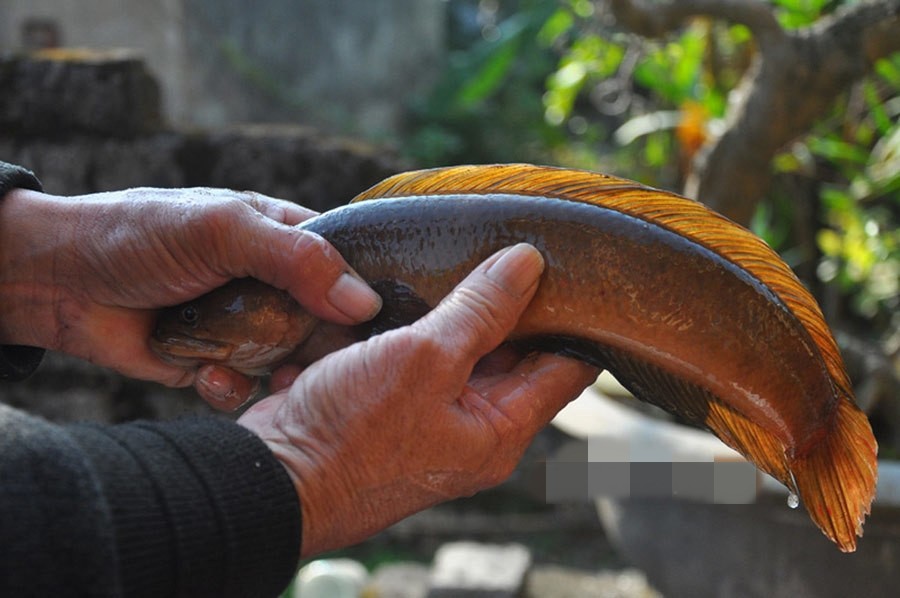  Cá cửng (hay cá trèo đồi, cá tràu) là đặc sản quý hiếm của vùng đất Ninh Bình. Ảnh: Dân Việt