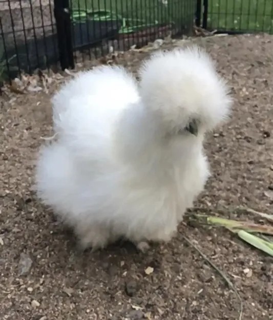 Gà Silkie hay còn gọi  gà lông xù là giống gà đặc biệt bởi sở hữu bộ lông xù cực kỳ lạ mắt như lông chó Nhật. Đáng chú ý, tất cả đều là lông tơ, không phải lông vũ. Ảnh: Strong Animals Chicken