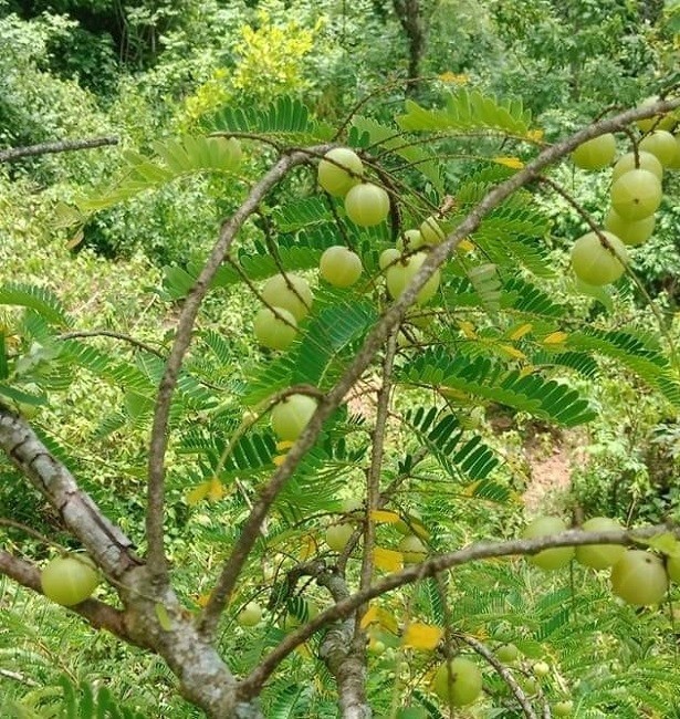  Me rừng (hay còn gọi chùm ruột núi) từng là quả dại vừa chua vừa chát để rụng bỏ đi. Nhiều người ăn lần đầu còn phải nhả ra, thậm chí nôn ọe vì hương vị quá lạ. Ảnh: Long Châu