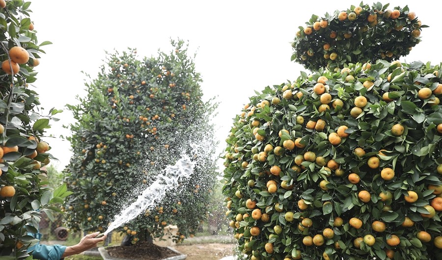 Những ngày này, các nhà vườn trồng cây cảnh tại Văn Giang (Hưng Yên) tất bật chuẩn bị để đưa ra thị trường nhiều cây cảnh độc lạ phục vụ dịp Tết Nguyên đán Ất Tỵ 2025. Ảnh: Suckhoedoisong