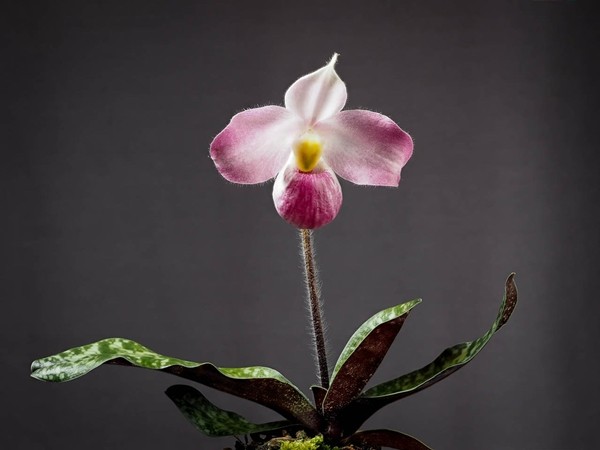  Lan hài Việt Nam (danh pháp khoa học: Paphiopedilum vietnamense) là loài lan đặc hữu mọc duy nhất ở Việt Nam, trên thế giới không nơi nào có. Ảnh: Travaldo's blog