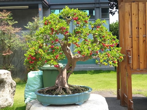 Những năm gần đây, các loại cây ăn quả lên chậu thành bonsai thu hút sự chú ý của đông đảo giới chơi cây, trong đó có sơ ri bonsai. Ảnh: Internet