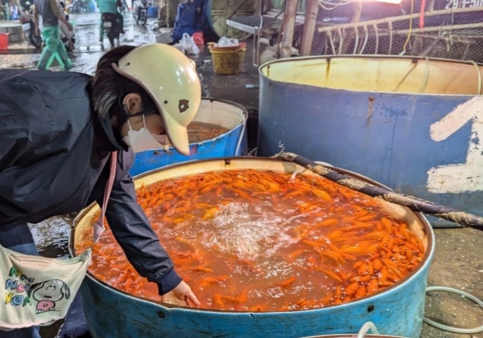  Chợ cá Yên Sở (quận Hoàng Mai) là một trong những chợ cá lớn nhất Hà Nội. Trước ngày 23 tháng Chạp, chợ cá Yên Sở tấp nập xuyên đêm vì người dân, thương lái đổ về đây mua cá chép đỏ. Ảnh: VOV