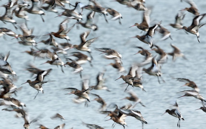 Khu bảo tồn Snettisham là nơi sinh sống của các loài chim như: chim mò sò, ngỗng chân hồng, godwit, chim choi choi,...