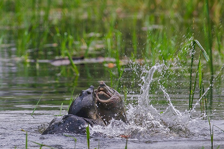 Hai con rùa Ấn Độ (Lissemys punctata) đánh nhau để tranh giành lãnh thổ trong vườn quốc gia Keoladeo, ở Bharatpur, Ấn Độ.