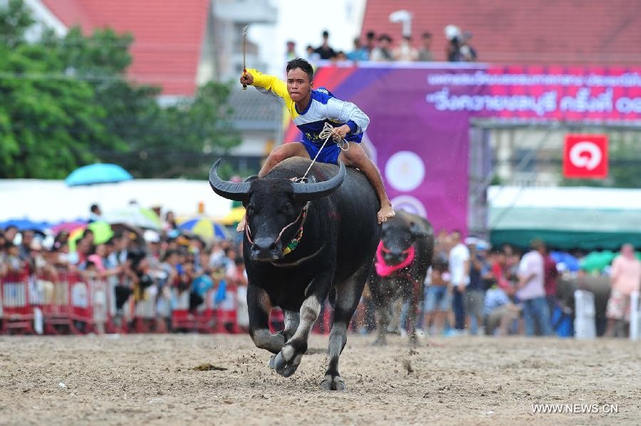 Lễ hội đua trâu ở tỉnh Chonburi (Thái Lan) có truyền thống lâu đời, từ cách đây hàng trăm năm.