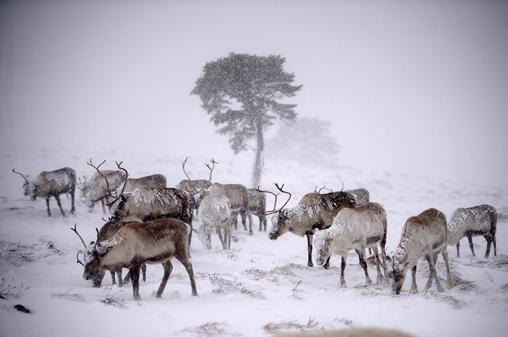 Đàn tuần lộc đi qua cánh đồng cỏ phủ đầy tuyết ở Aviemore, Scotland.