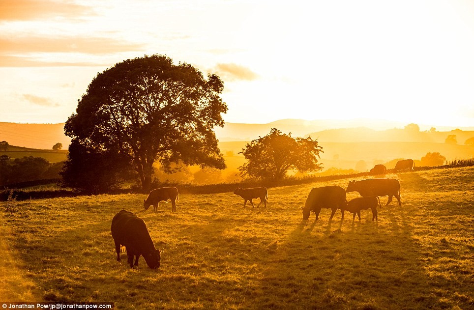 Đàn bò gặm cỏ thanh bình dưới nắng hoàng hôn gần Oxenholme, Cumbria.