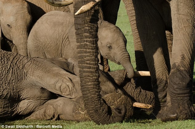 Chú voi tên Roi cố gắng đánh thức voi mẹ nằm trên bãi cỏ trong Vườn quốc gia Masai Mara, Kenya.