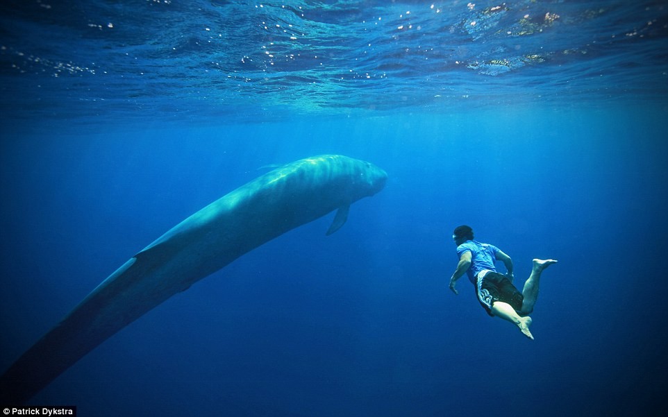 Cận cảnh một chú cá voi xanh ở ngoài khơi Sri Lanka. Đây là một trong những loài động vật lớn nhất trên thế giới.