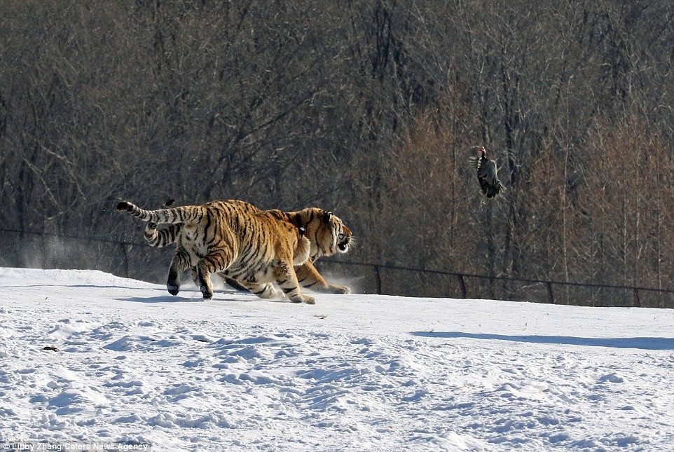 Phấn khích với bữa ăn là một con gà sống, hai con  hổ Siberia lao thẳng về phía con mồi trong khu bảo tồn hổ Hengdaohezi ở miền bắc Trung Quốc.