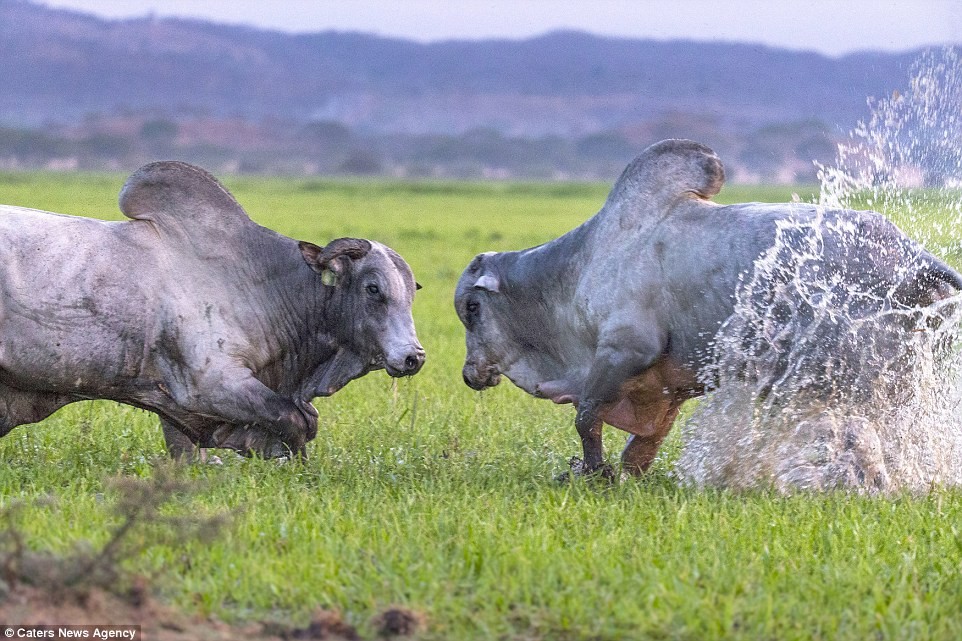 Khoảnh khắc hai con bò rừng đực lao vào nhau quyết chiến tranh giành bạn tình trong đàn của chúng.