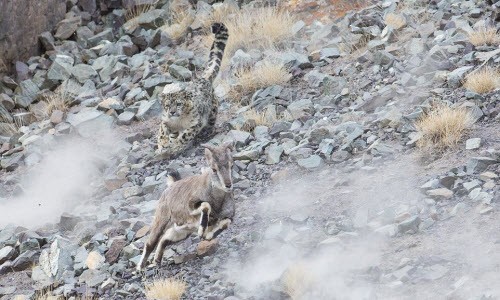 Xem báo tuyết săn mồi trên sườn núi Himalaya 