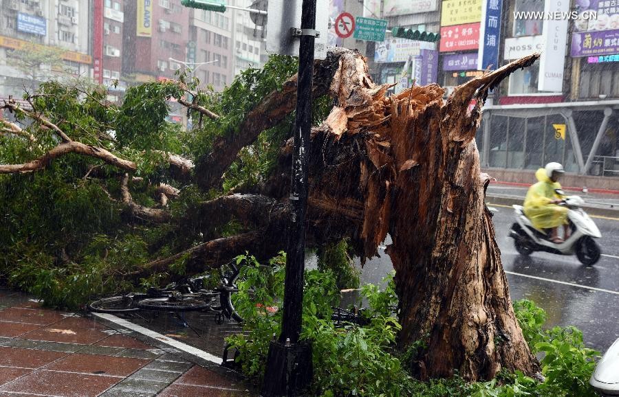 Gió mạnh do  siêu bão Soudelor gây ra quật đổ một cây lớn trên đường phố ở Đài Bắc.